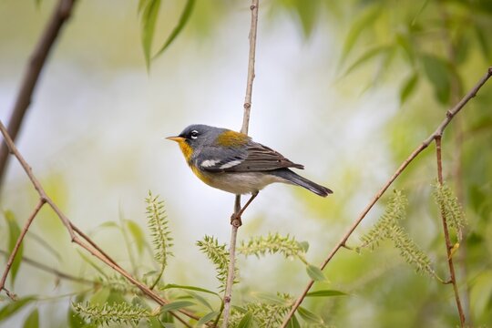 Northern Parula Warbler Bird