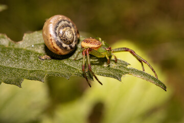 A green spider and a snail next to each other on a leaf