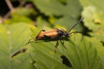 A big bug on a green leaf