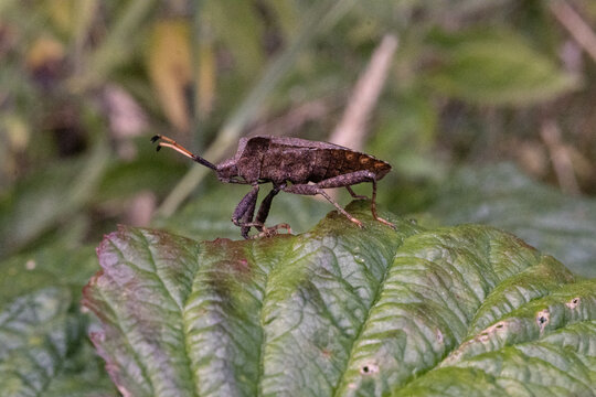 A stinkbug making its way on a leaf