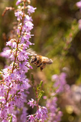 A bee in the air flying near a purple flower