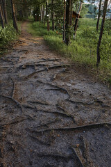 path in the forest with protruding roots