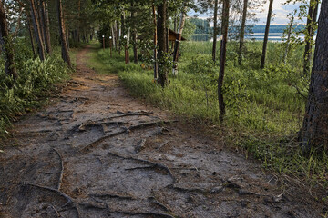 path in the forest with protruding roots