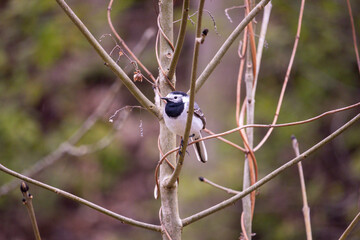 A cute bird on a branch