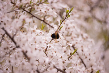 A bee on a white cherry blossom tree flower
