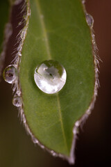 A raindrop on a green leaf