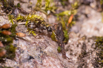 An up close view of an ant walking across rocks