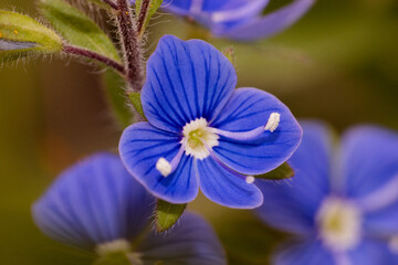 An up close view of a blue flower