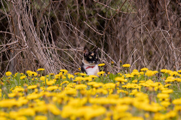 A cat in a field of yellow flowers