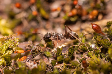 An up close view of an ant walking across moss