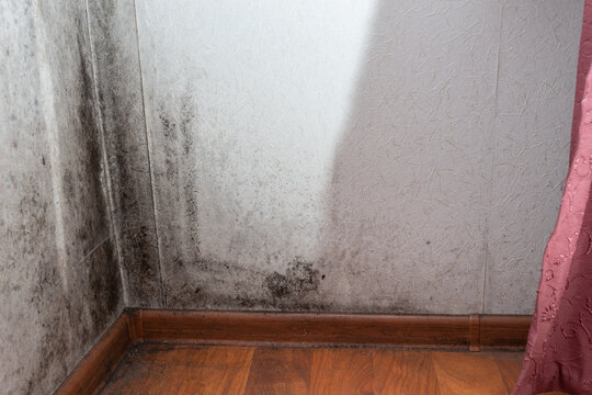 Black mold in the corner on white non-woven wallpaper, excessive humidity in the apartment, dangerous infection for people. The dew point in the wall.