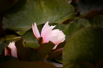 A white lilly surrounded by lilly pads