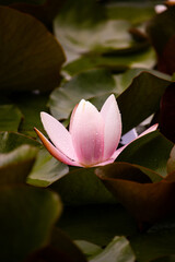 A white lilly surrounded by lilly pads