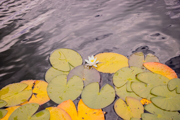 A white lilly and lilly pads
