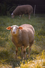 A sheep looking directly at the camera
