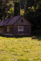 An old cabin in the woods with sheep in the yard