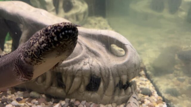 Polypterus delhezi, PLOPTERUS DELTA The barred bichir, armoured bichir, bandback bichir, or banded bichir Polypterus delhezi is elongated fish found, specifically in upper and middle portions.