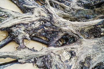Botnay Bay - A beach full of life and death