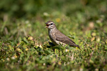 Fototapeta premium Palm Warbler New world warbler bird