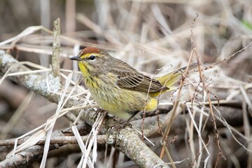 Palm Warbler New world warbler bird