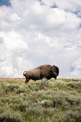 Buffalo on the hill