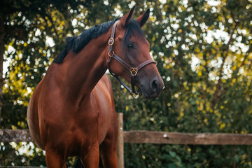 Obraz premium Bayrisches Warmblut