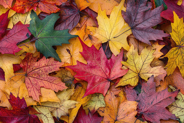 Obraz premium A collection of fallen maple leaves in red, yellow, and orange hues.