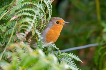 Portrait of a European robin (erithacus rubecula) perching on a wire fence