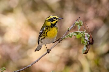 Townsend's Warbler New World Warbler Bird