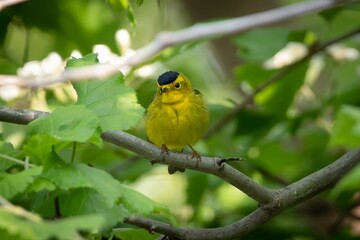 Wilson's warbler New World Warbler Bird