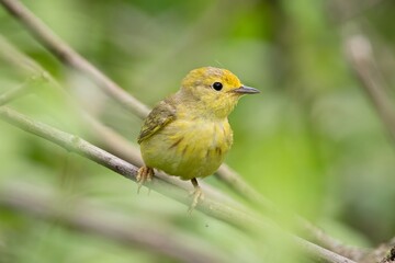 Yellow Warbler New World Warbler Bird