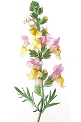 Fototapeta premium Watercolor botanical illustration of a blooming snapdragon flower with pink and yellow petals isolated on a white background.