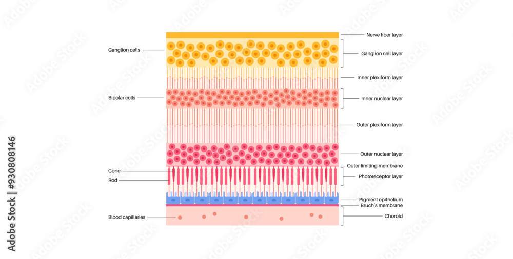 Canvas Prints Retina structure poster