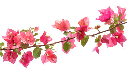 Blooming bougainvi inflorescence and branch flowers