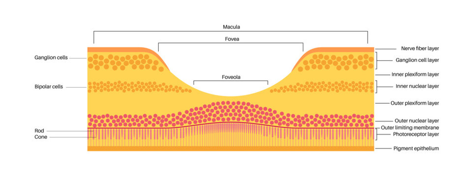 Macula fovea and foveola