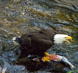 american bald eagle feasting on salmon left by bear in alaska 2006