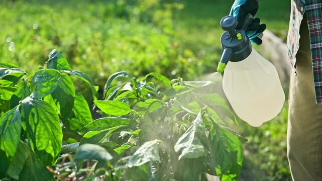 Close-up gardener hands with sprayer, spraying sweet bell pepper plant on wooden raised bed box