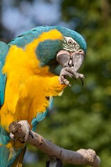 blue and yellow macaw