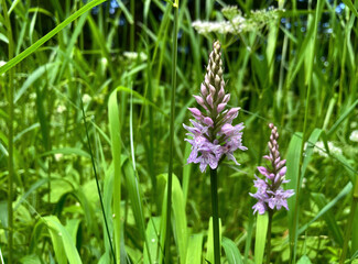 Gefleckte Fingerwurz (Dactylorhiza)