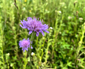 Wiesen-Witwenblume (Knautia)