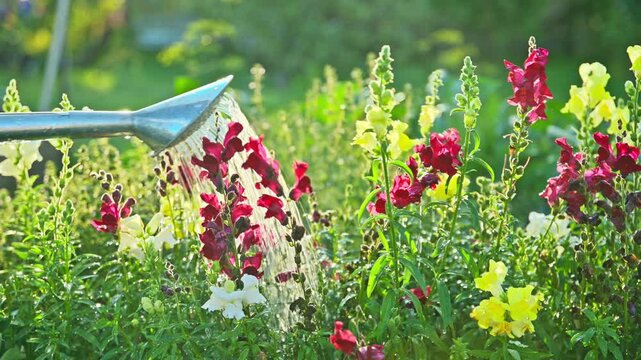 Close-up of watering can in hands watering Antirrhinum flowers in summer garden