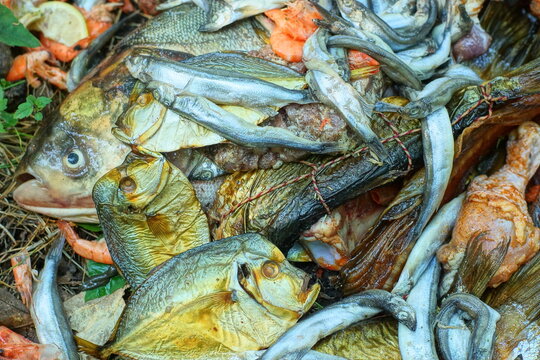 a pile of discarded old rotten dangerous  toxic spoiled seafood with a smell of gray expensive fish with red shrimps lie on the ground on the street