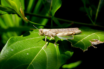 photo of a grasshopper perched on a leaf