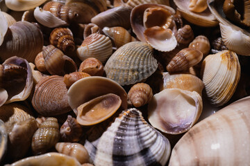 Summer advertising. Seashells for design. Mollusk shells. Seashell background. Texture of the shells. Seashell background. Colorful sea shells as background. Marine shell.