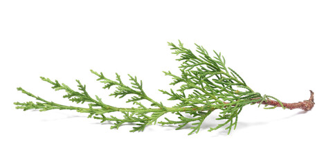 Pine branch, natural decoration isolated on white background
