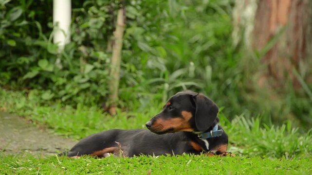 Perro C&eacute;sped