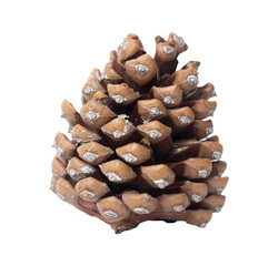  High-quality pinecone PNG image with a transparent background.