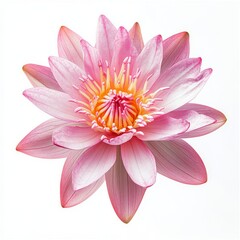 Fototapeta premium Close up of Pink Lotus flower on an isolated white background