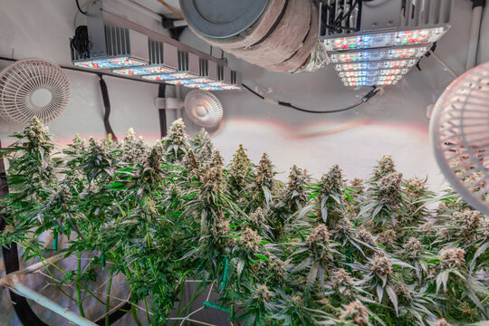 HDR close up shot of a cannabis plant blossom