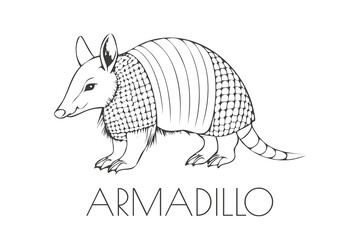 Illustration of a Animal - Armadillo, Mammalia